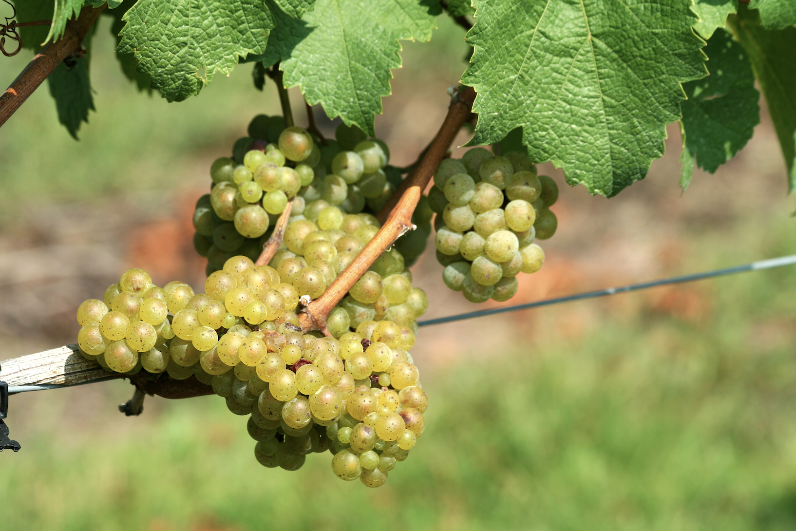 Chardonnay: Anpassungskünstler mit globaler Reichweite