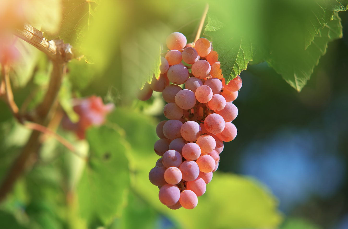 Pinot Grigio: Unterschätzte Edel-Rebsorte oder Weißwein für die Masse?
