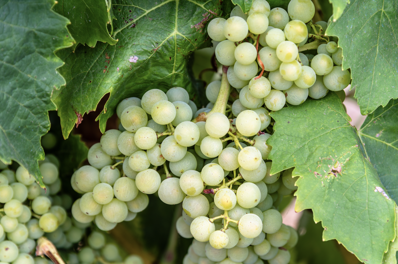 Sauvignon Blanc: Markanter Shooting Star der Weinwelt