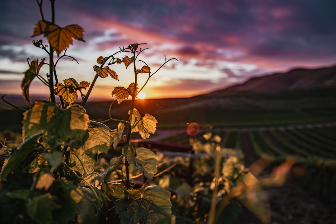 California’s Finest: 5 Weine aus Kalifornien entdecken