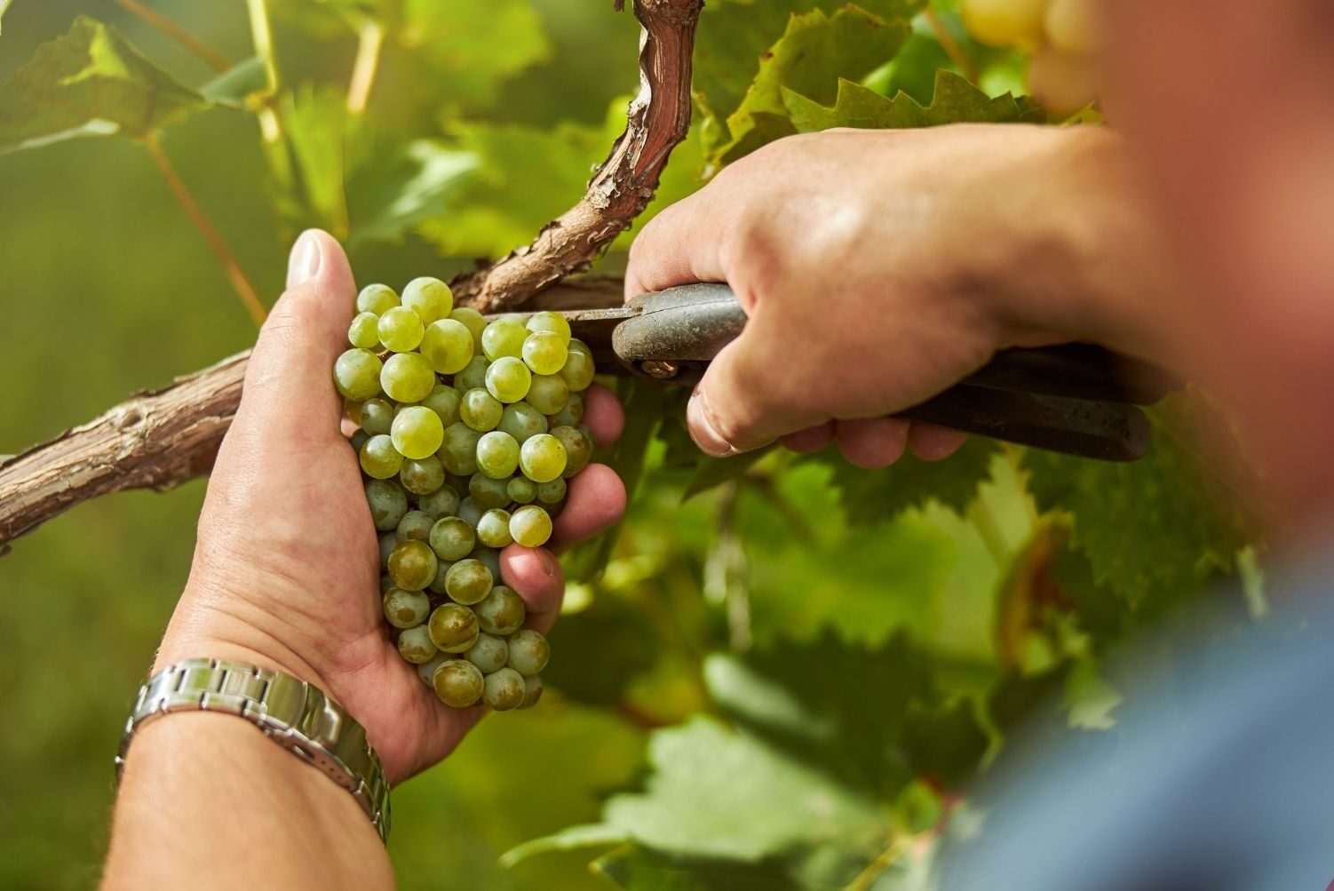 Wein schneiden: Beschneiden von Weinreben Schritt für Schritt
